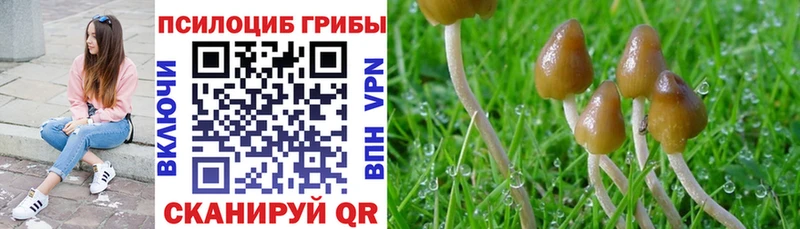 купить наркотик Чернушка Псилоцибиновые грибы Psilocybe