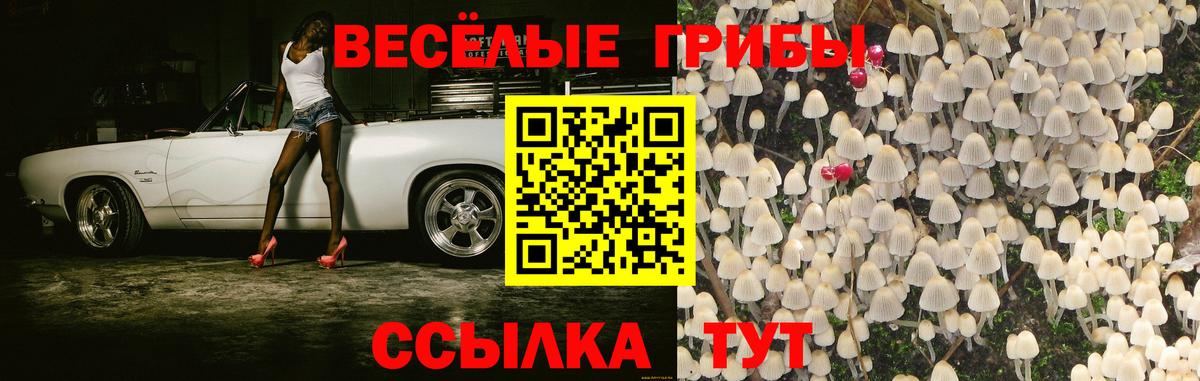 Псилоцибиновые грибы GOLDEN TEACHER  Вход с VPN  купить   Чернушка 
